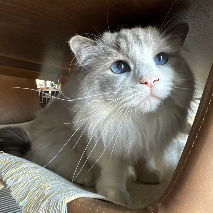 Loving Reliable Cat Sitter photo 3