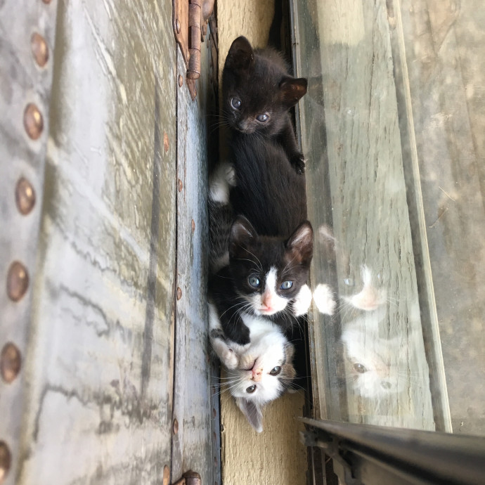 Loving Reliable Cat Sitter photo 2
