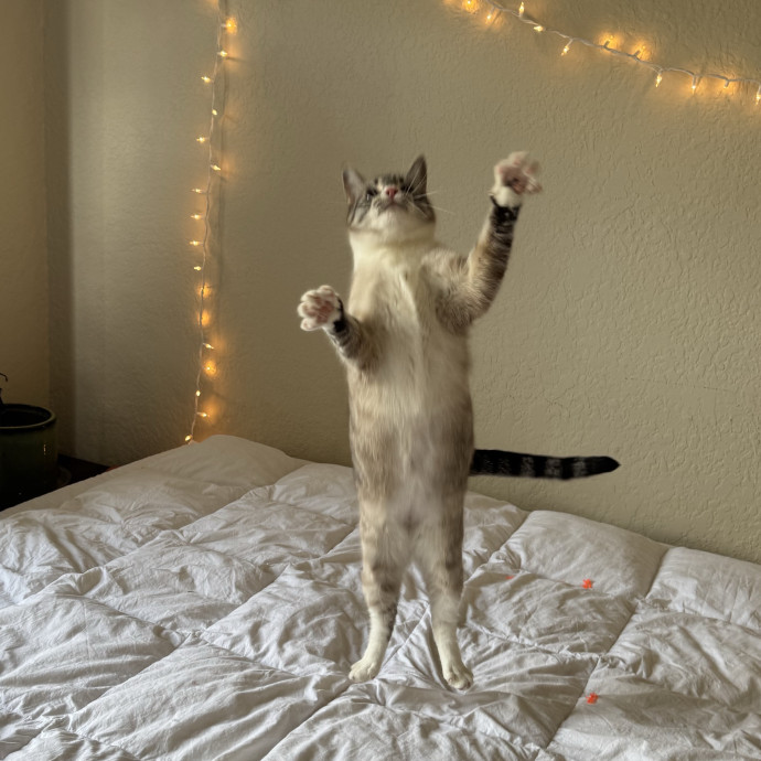 Your Cat's Whims Are My Commands