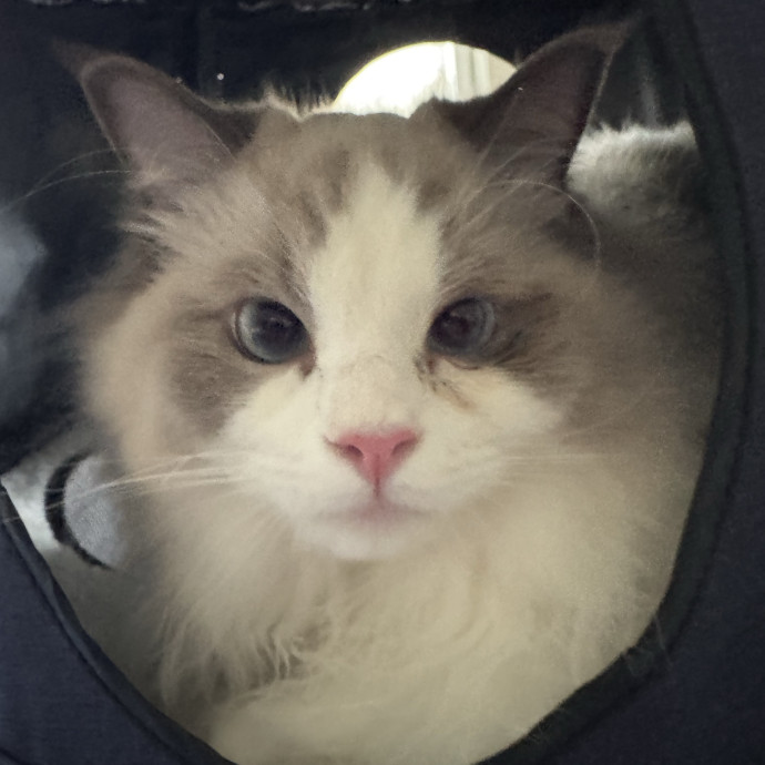 Your Cat's Whims Are My Commands