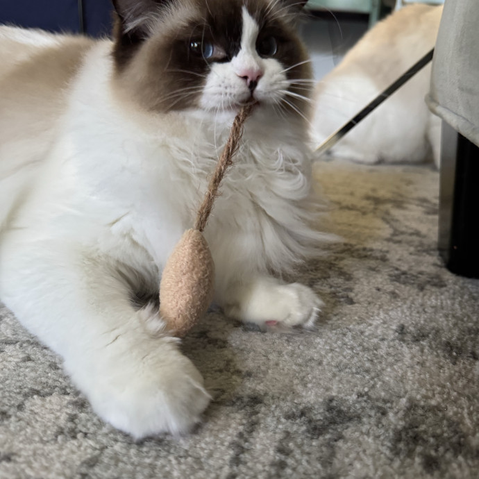 Your Cat's Whims Are My Commands