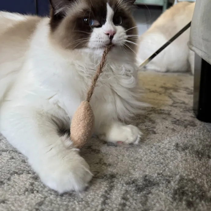 Your Cat's Whims Are My Commands
