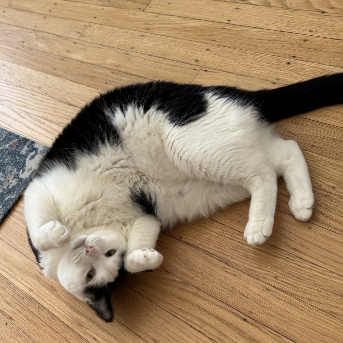 Your Cat's Whims Are My Commands