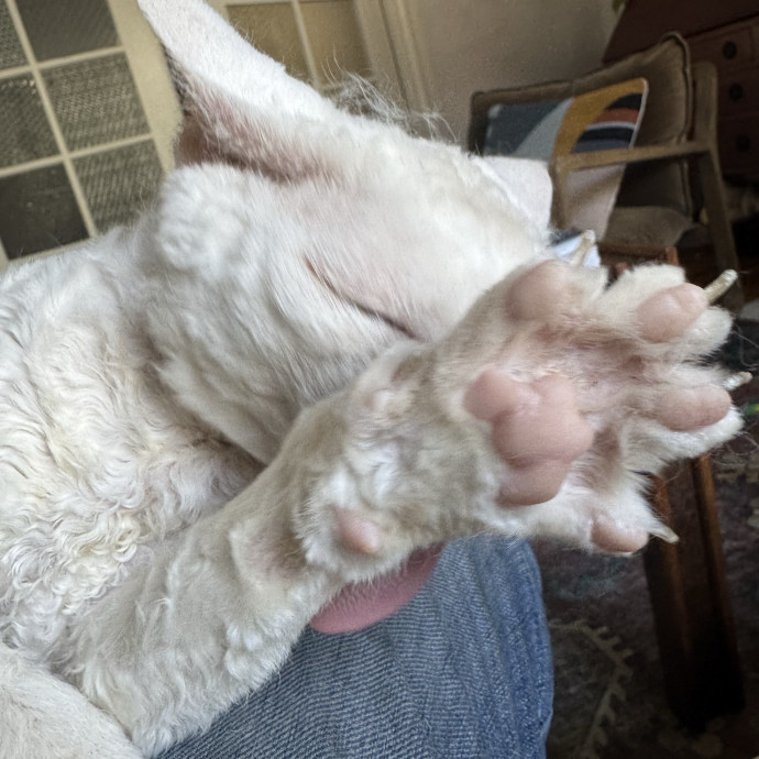 Your Cat's Whims Are My Commands