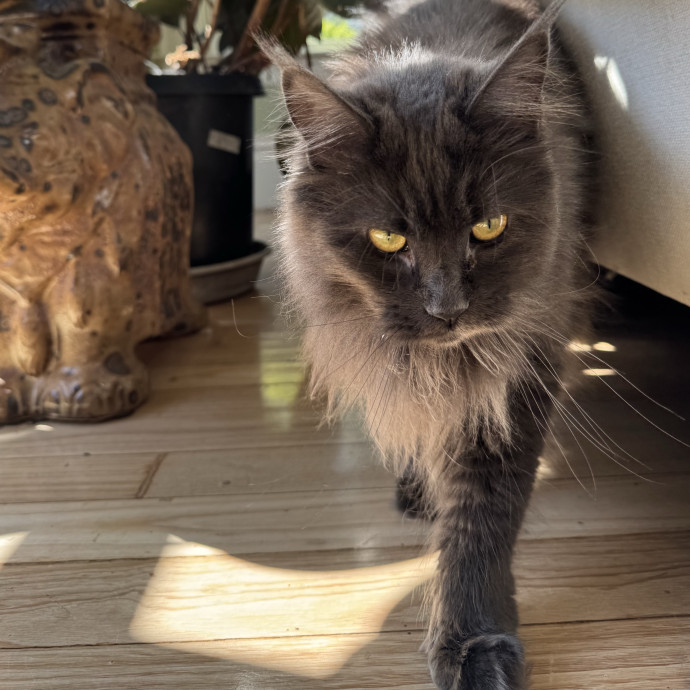 Your Cat's Whims Are My Commands