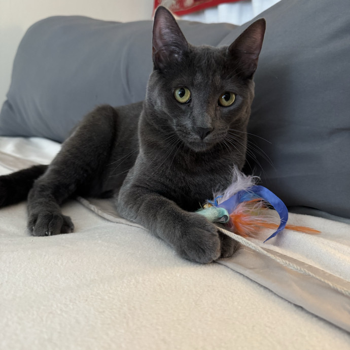 Your Cat's Whims Are My Commands