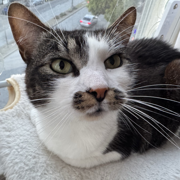 Your Cat's Whims Are My Commands