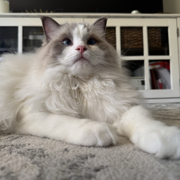 Your Cat's Whims Are My Commands