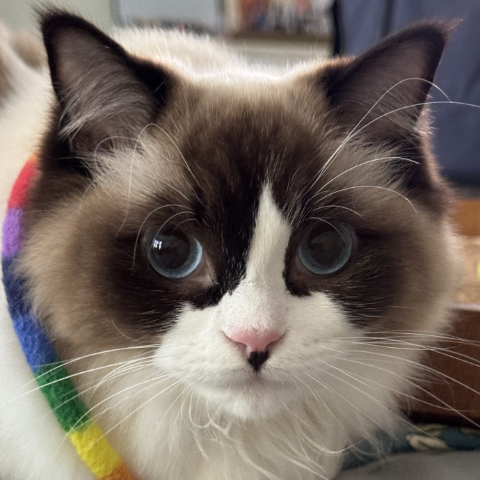 Your Cat's Whims Are My Commands