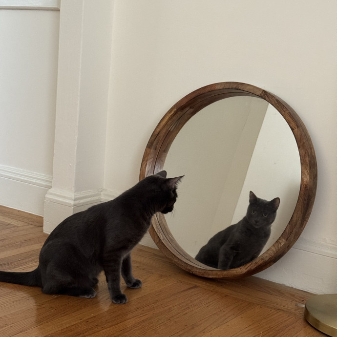 Your Cat's Whims Are My Commands