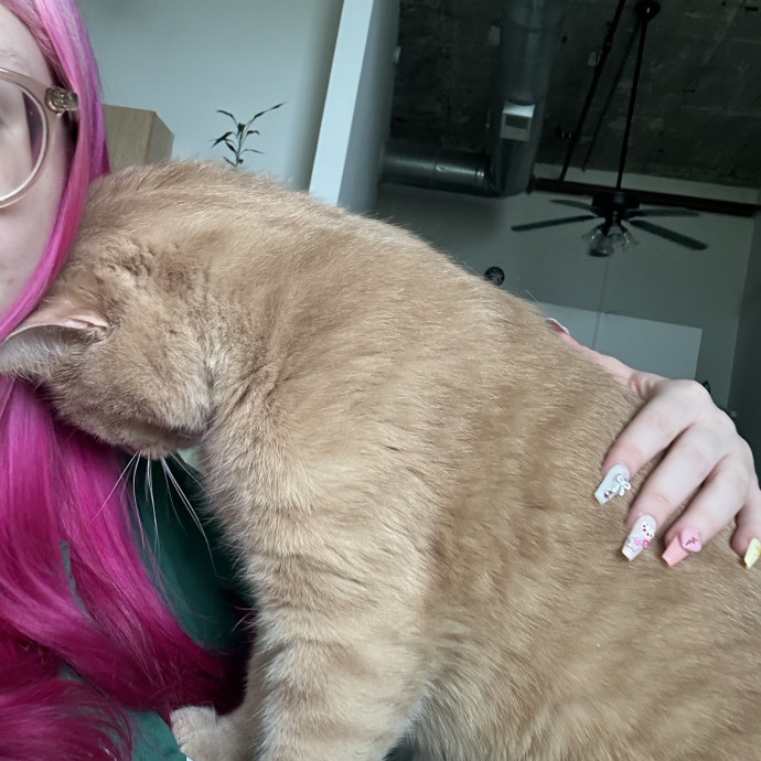 Katie's City Kitty Care