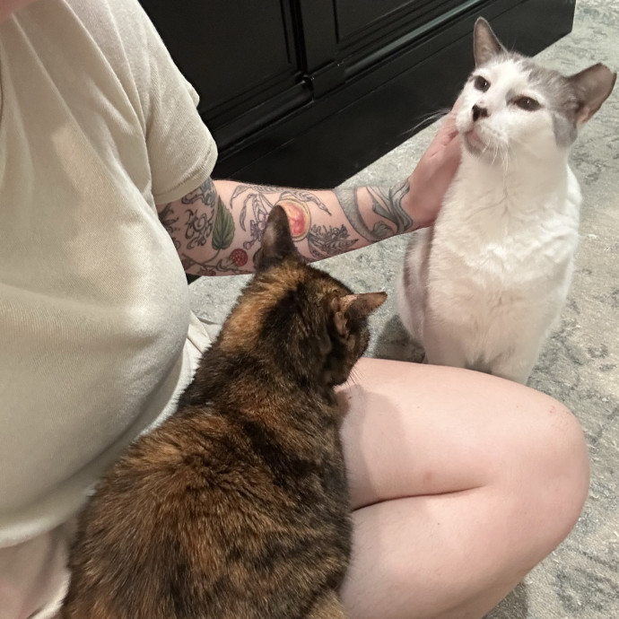 Katie's City Kitty Care