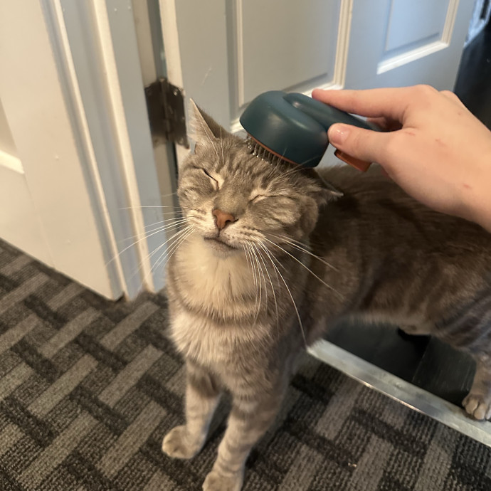 Katie's City Kitty Care photo 3