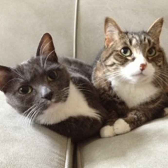 Reliable Kitty Care