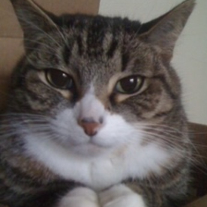 Reliable Kitty Care