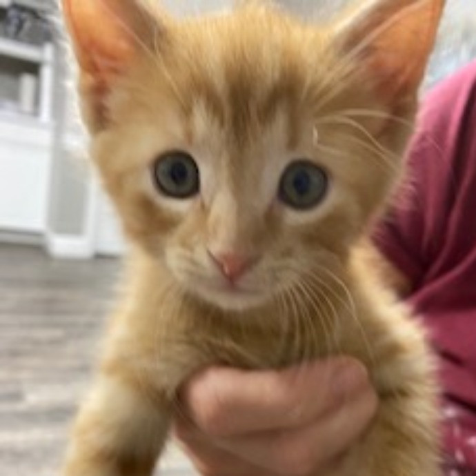 Reliable Kitty Care