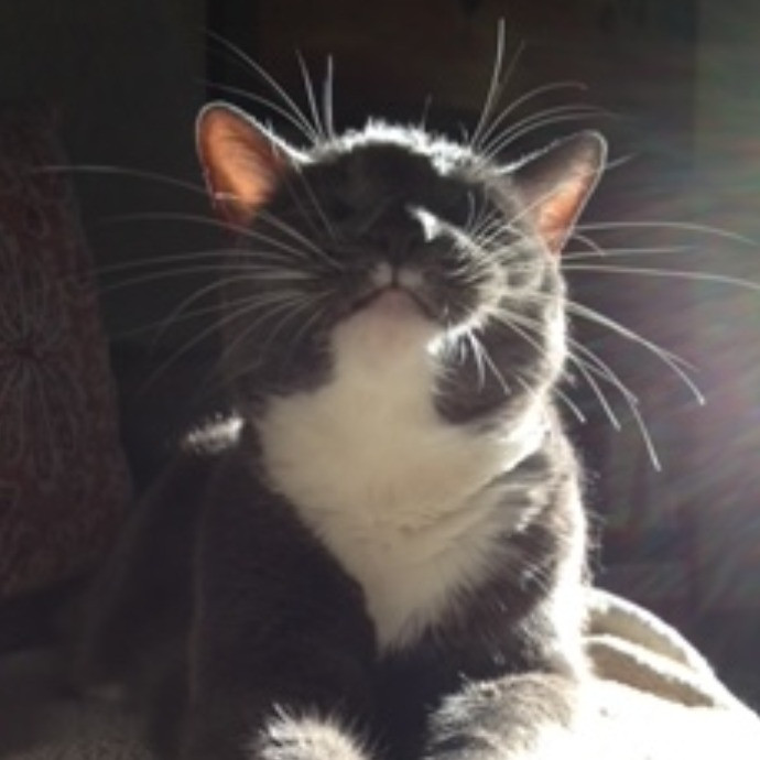 Reliable Kitty Care