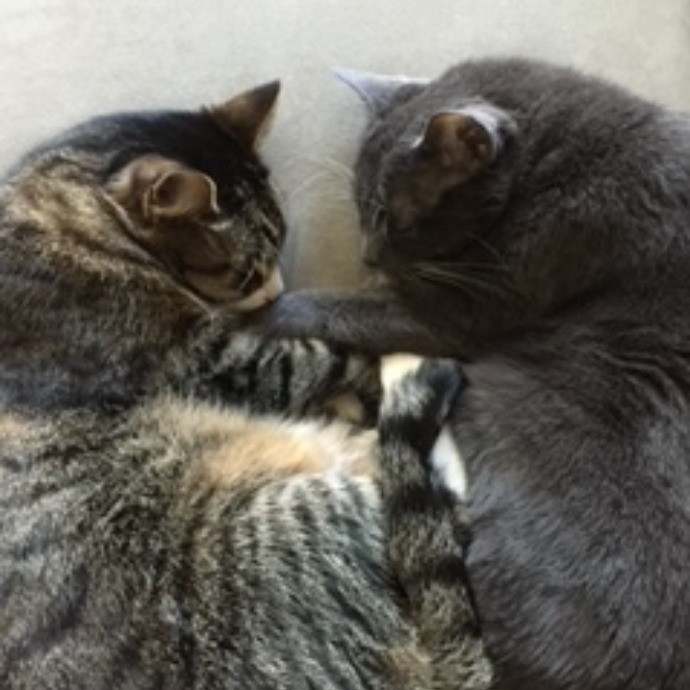 Reliable Kitty Care