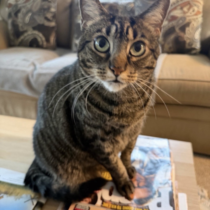 Reliable Kitty Care