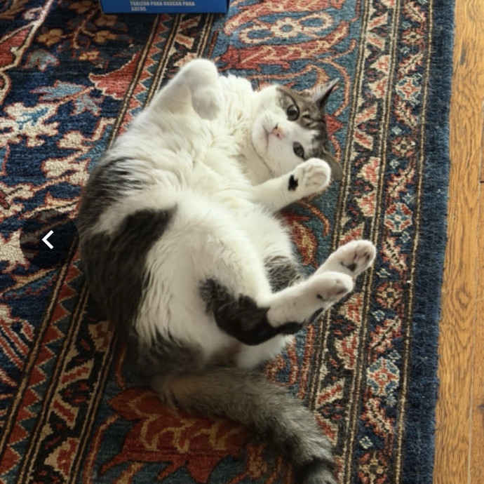 Reliable Kitty Care