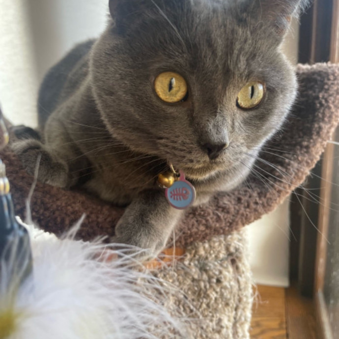 Reliable Kitty Care