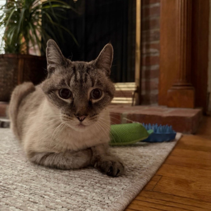 Reliable Kitty Care