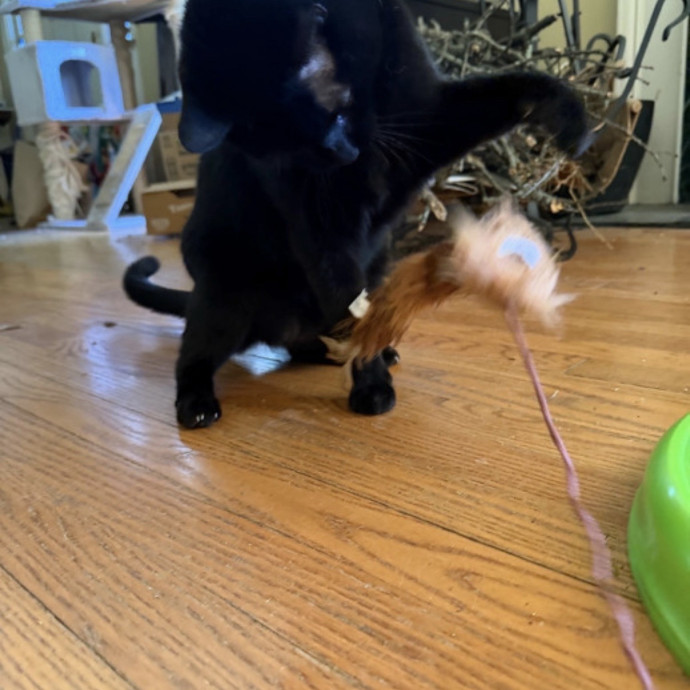 Reliable Kitty Care