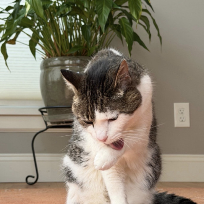 Reliable Kitty Care