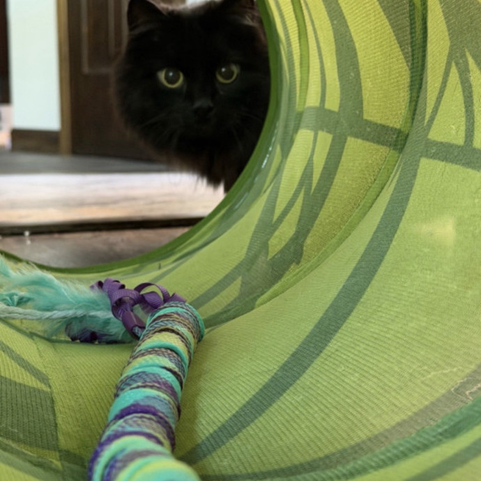 Reliable Kitty Care