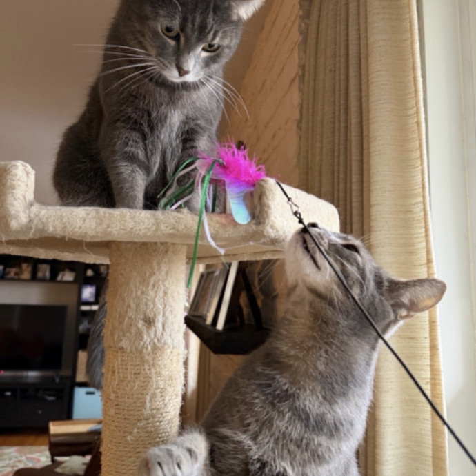 Reliable Kitty Care