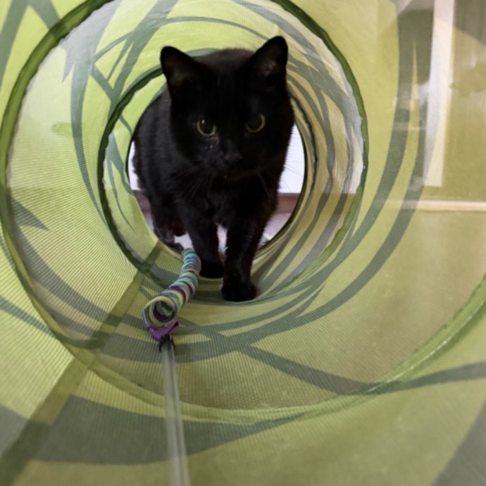 Reliable Kitty Care