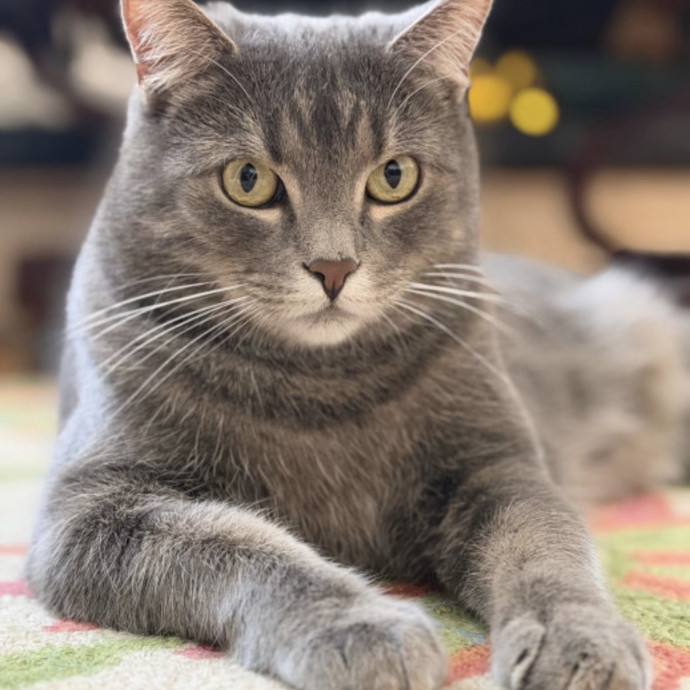 Reliable Kitty Care photo 3