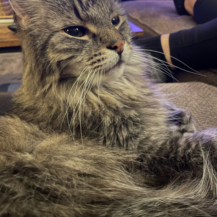 Goofy Cat Dad With 15 Years Of Cat Tlc photo 3
