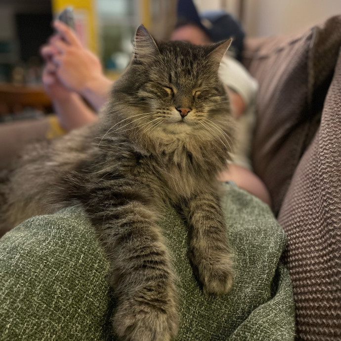 Goofy Cat Dad With 15 Years Of Cat Tlc photo 2
