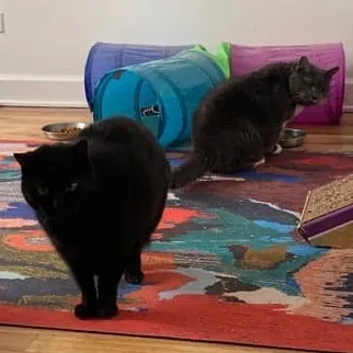 Meowdy Purrrrtners