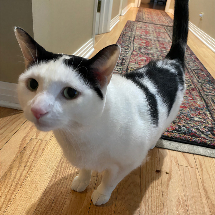 Meowdy Purrrrtners