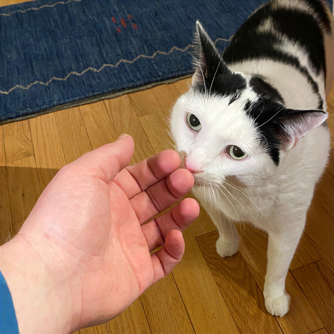 Meowdy Purrrrtners