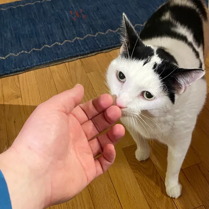 Meowdy Purrrrtners
