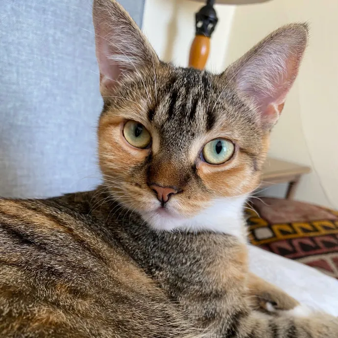 Meowdy Purrrrtners
