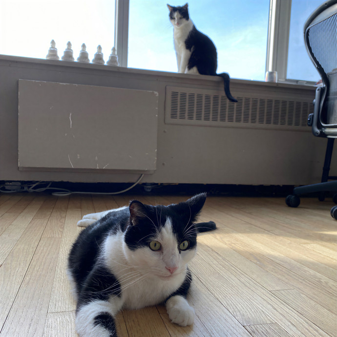 Meowdy Purrrrtners