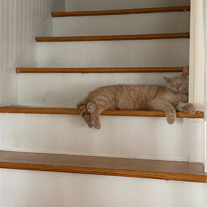 Meowdy Purrrrtners