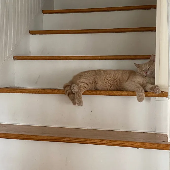 Meowdy Purrrrtners