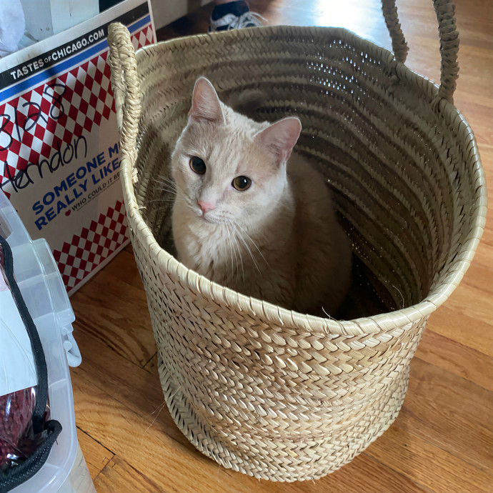 Meowdy Purrrrtners
