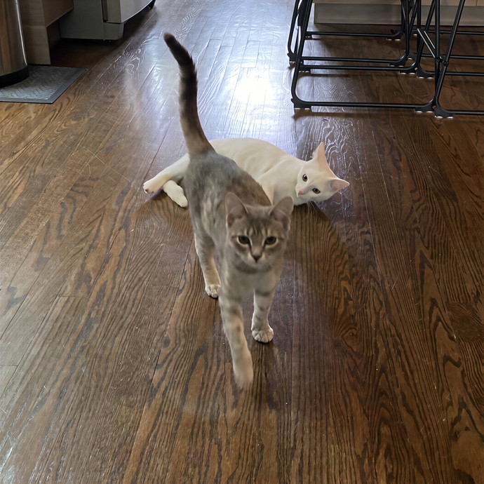 Meowdy Purrrrtners