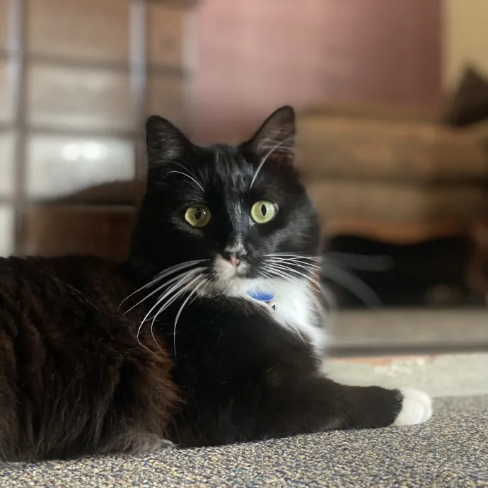 Tirzah- Trusted Kitty Companion