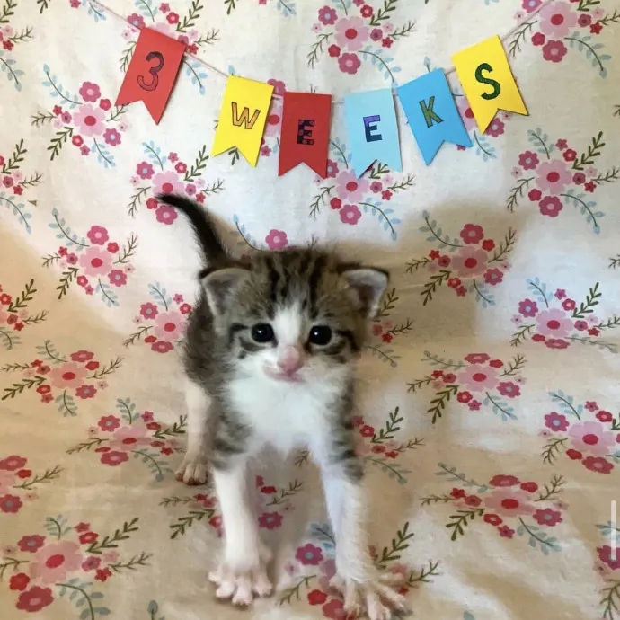 Tirzah- Trusted Kitty Companion