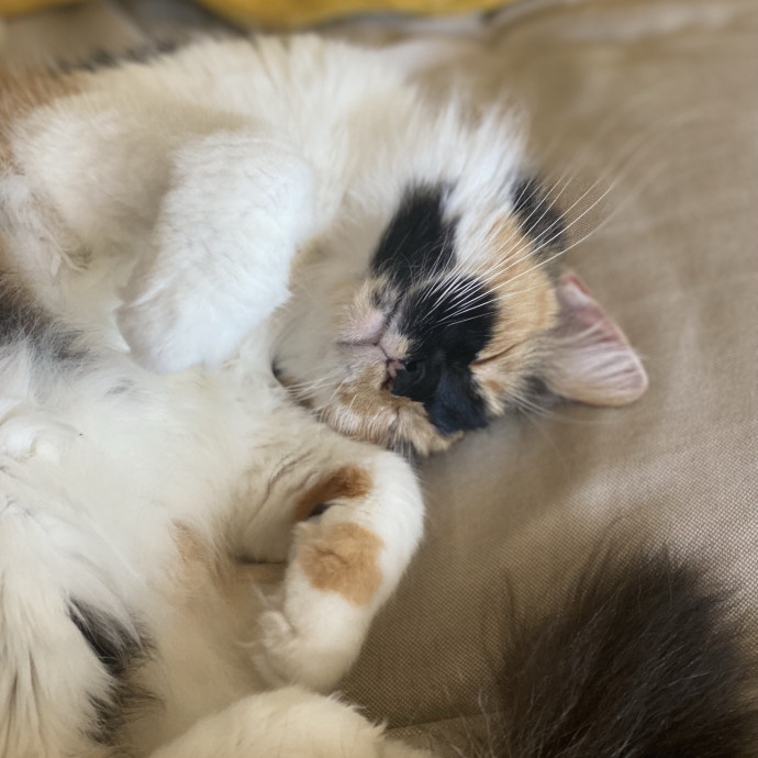 Tirzah- Trusted Kitty Companion photo 3