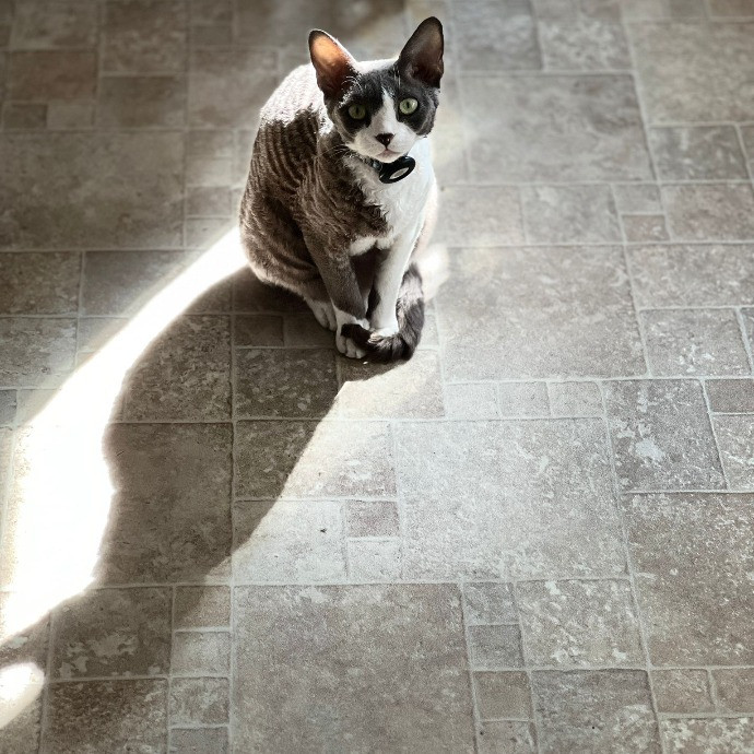 Your Cat's New Favorite Side-Kick