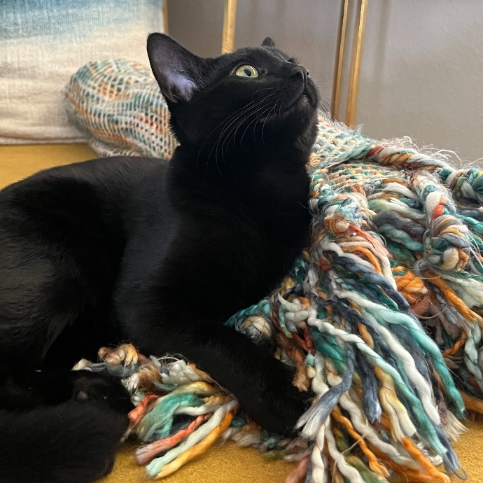 Your Cat's New Favorite Side-Kick