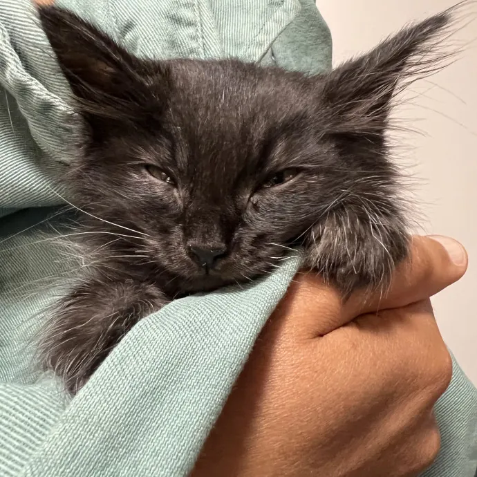 Your Cat's New Favorite Side-Kick